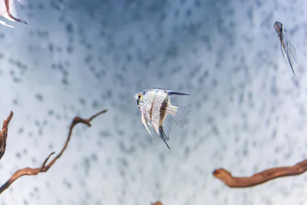 Underwater Shot Fish Pterophyllum Scalare Altum Close — Stockfoto