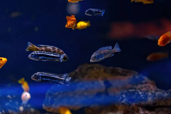 Podvodní Záběr Ryb Cichlidae Zblízka — Stock fotografie