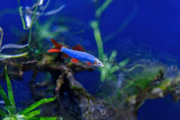Underwater Shot Fish Labeo Frenatus Glofish Close — Stock Photo, Image