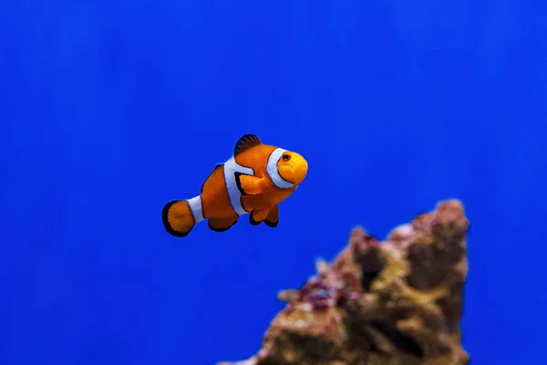 Underwater Shot Fish Amphiprion Ocellaris Close — Foto Stock