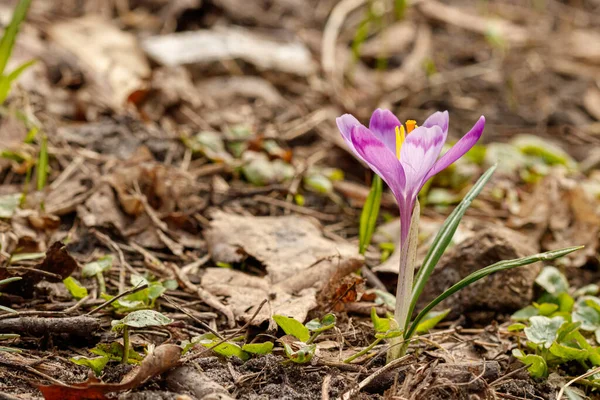 Lila Schöne Blühende Krokusse Frühling Vor Dem Hintergrund Von Gras — Stockfoto