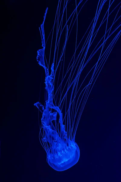 Chrysaora Quinquecirrha Nın Altındaki Makro Çekimi Yakın Çekim — Stok fotoğraf