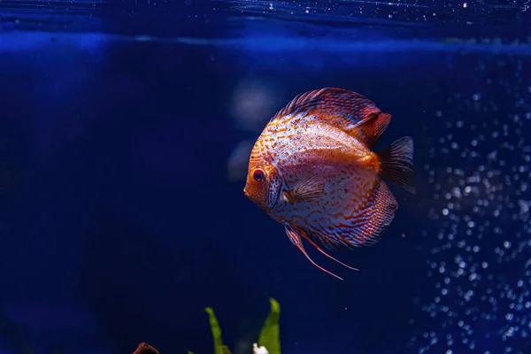 Underwater Shot Symphysodon Fish Close — Stock Fotó