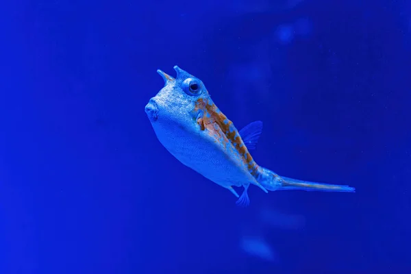 Underwater Shot Fish Lactoria Cornuta Close —  Fotos de Stock