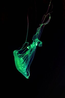 Macro shot of Chrysaora quinquecirrha underwater close up