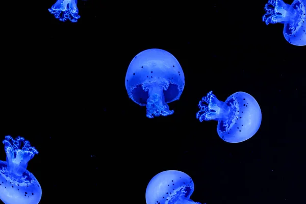 Shooting Macro Jellyfish Spotted Lagoon Underwater Close — Stock Fotó