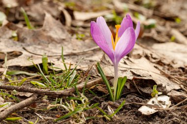 İlkbaharda çimenlerin arka planında çiçek açan mor timsahlar.