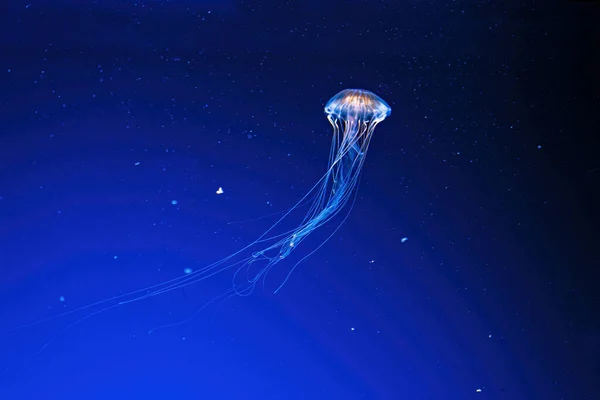 Macro Photography Underwater Northern Sea Nettle Brown Jellyfish Jellyfish Close — Stock Photo, Image