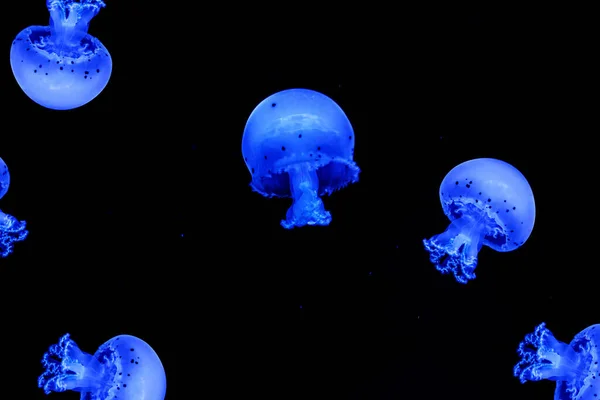 Shooting Macro Jellyfish Spotted Lagoon Underwater Close — Stockfoto