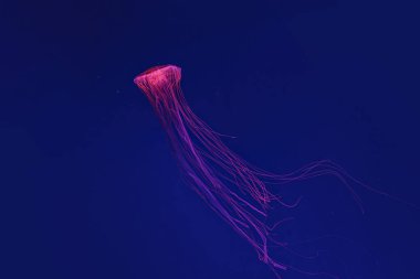 Shooting macro Chrysaora pacifica underwater close up