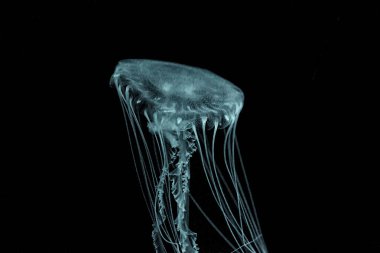 Macro shot of Chrysaora quinquecirrha underwater close up
