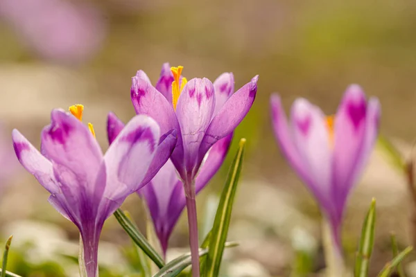 Lila Schöne Blühende Krokusse Frühling Vor Dem Hintergrund Von Gras — Stockfoto