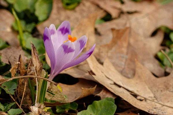 Purple Beautiful Blooming Crocuses Spring Background Grass Close — Stock Photo, Image