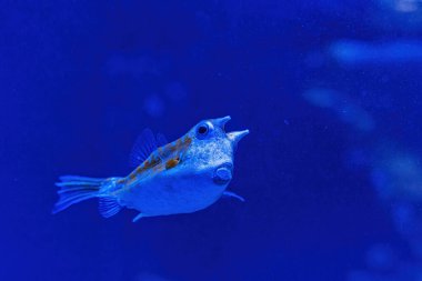 Underwater shot of fish Lactoria cornuta close-up