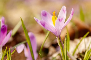 İlkbaharda çimenlerin arka planında çiçek açan mor timsahlar.