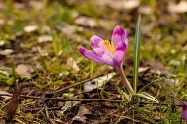 İlkbaharda çimenlerin arka planında çiçek açan mor timsahlar.