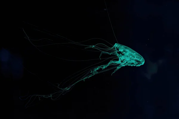 Makroaufnahme Von Chrysaora Quinquecirrha Unter Wasser Aus Nächster Nähe — Stockfoto
