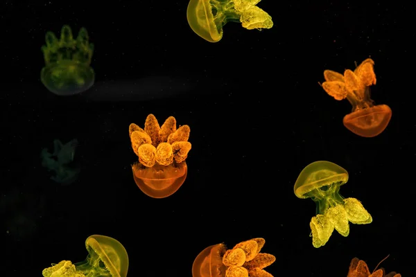 Shooting Macro Lychnorhiza Lucerna Underwater Close — Zdjęcie stockowe
