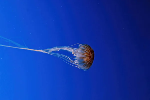 Macro Photography Underwater Northern Sea Nettle Brown Jellyfish Jellyfish Close — Foto Stock