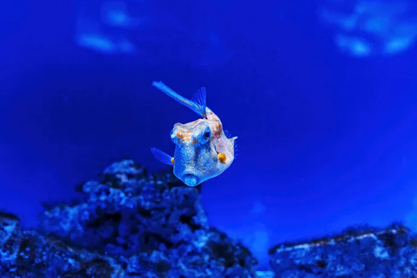 Underwater Shot Fish Lactoria Cornuta Close — Stock Fotó