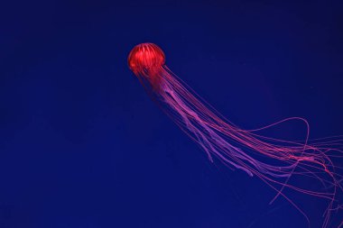 Shooting macro Chrysaora pacifica underwater close up