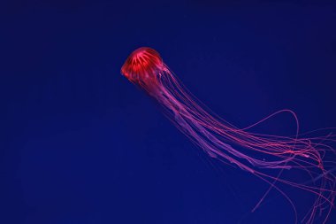Shooting macro Chrysaora pacifica underwater close up
