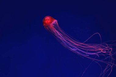 Shooting macro Chrysaora pacifica underwater close up