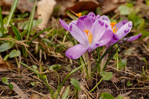 Lkbaharda Çimenlerin Arka Planında Çiçek Açan Mor Timsahlar — Stok fotoğraf