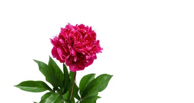 Beyaz arka planda güzel şakayıklar. Yakın plan.