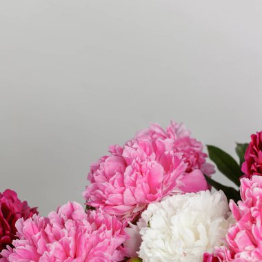 Beyaz arka planda güzel şakayıklar. Yakın plan.