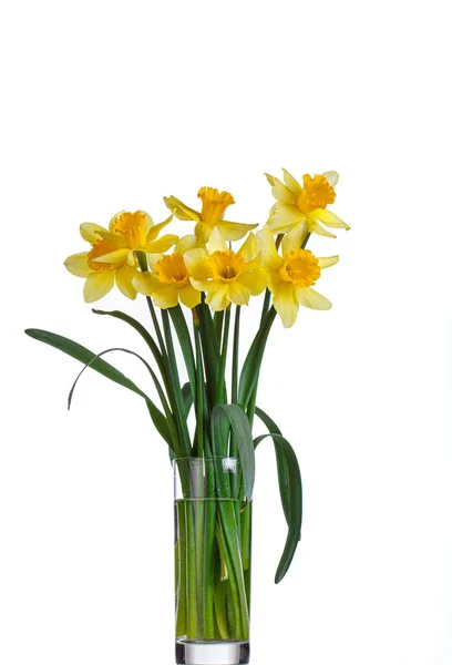 Schöne Gelbe Blumen Narzissen Einer Vase Auf Weißem Hintergrund Nahaufnahme — Stockfoto