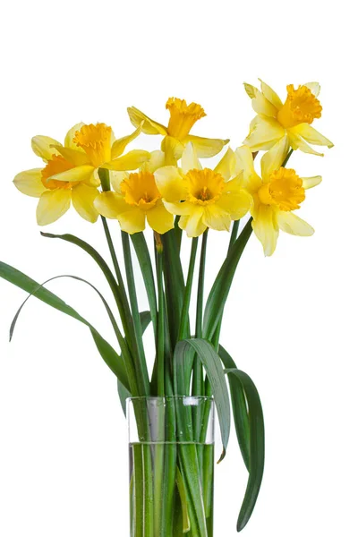 Belas Flores Amarelas Narcisos Vaso Fundo Branco Close — Fotografia de Stock
