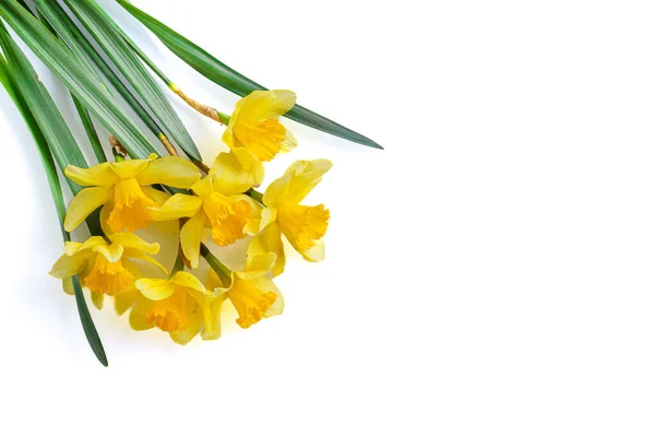 Güzel Sarı Çiçekler Beyaz Arka Planda Nergisler — Stok fotoğraf