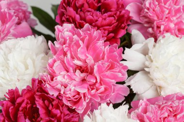 Beyaz arka planda güzel şakayıklar. Yakın plan.