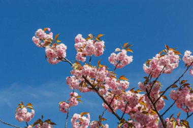 Sakura çiçeği, sakura dalları mavi gökyüzüne yakın çekim.