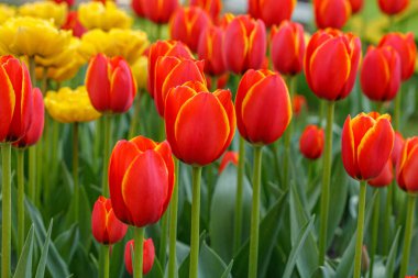 Lale çiçeği, güzel lale tarlası. Yakın plan.