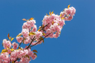 Sakura çiçeği, sakura dalları mavi gökyüzüne yakın çekim.