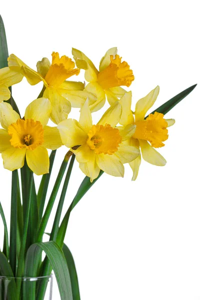 Schöne Gelbe Blumen Narzissen Einer Vase Auf Weißem Hintergrund Nahaufnahme — Stockfoto