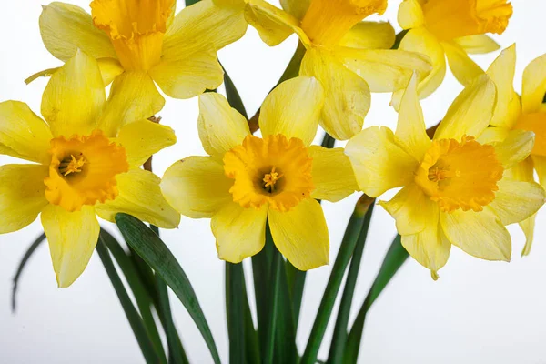 Hermosas Flores Amarillas Narcisos Jarrón Sobre Fondo Blanco Cerca —  Fotos de Stock