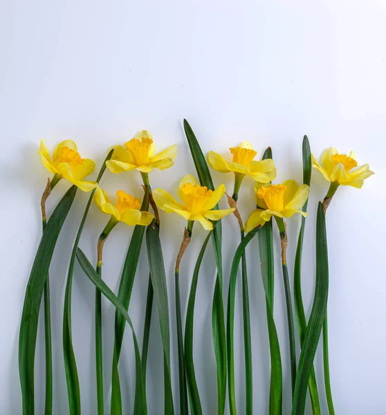 Hermosas Flores Amarillas Narcisos Sobre Fondo Blanco Cerca — Foto de Stock