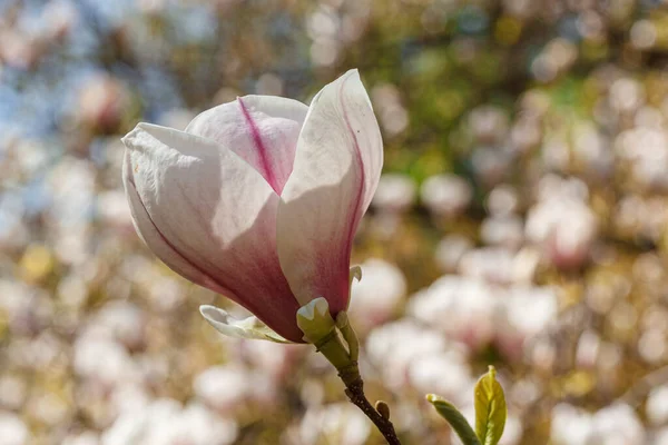 Beautiful Magnolia Bloom Blue Sky Close — Stock Photo, Image