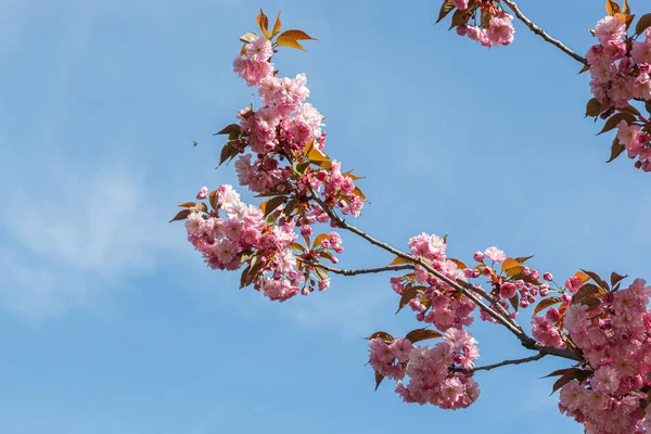 Sakura Blossom Sakura Branches Blue Sky Close — Stock Photo, Image