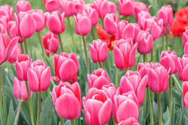 stock image tulip bloom, beautiful field of tulips close-up