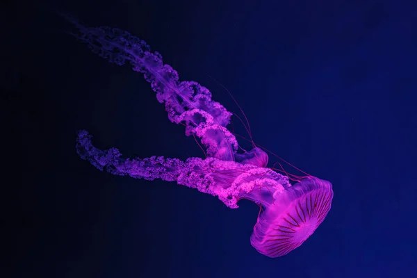 Unterwasseraufnahmen Der Schönen Chrysaora Hysoscella Aus Nächster Nähe — Stockfoto