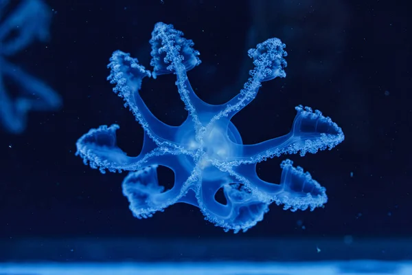 Chupito Submarino Hermosas Medusas Mármol Lychnorhiza Lucerna Cerca —  Fotos de Stock
