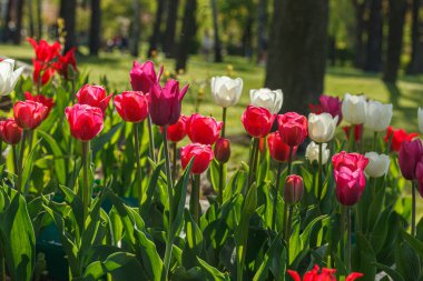 Lale çiçeği, güzel lale tarlası. Yakın plan.