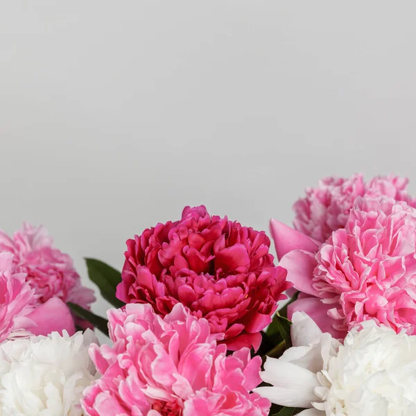 beautiful peonies on a white background close-up