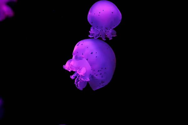 Tiro Subaquático Belas Medusas Canhão Perto — Fotografia de Stock