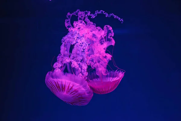 Подводная Съемка Красивой Chrysaora Hysoscella Вблизи — стоковое фото