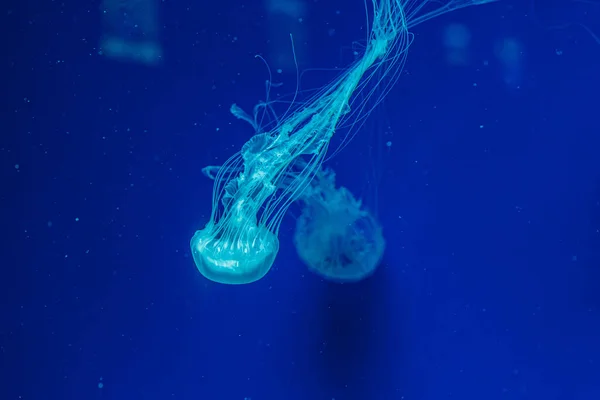 Undervattensfoto Vackra Chrysaora Quinquecirha Närbild — Stockfoto